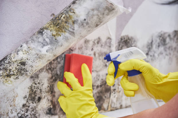 Best Attic Mold Removal  in Wellsville, KS